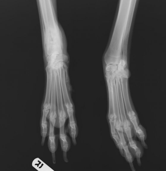 Initial X-Rays