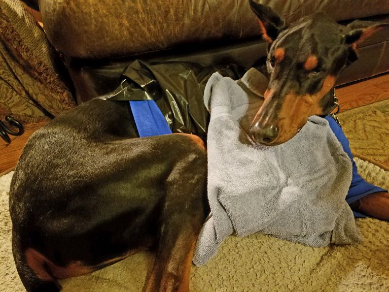 Doberman, amputation, recovery, three-legged, tripawd